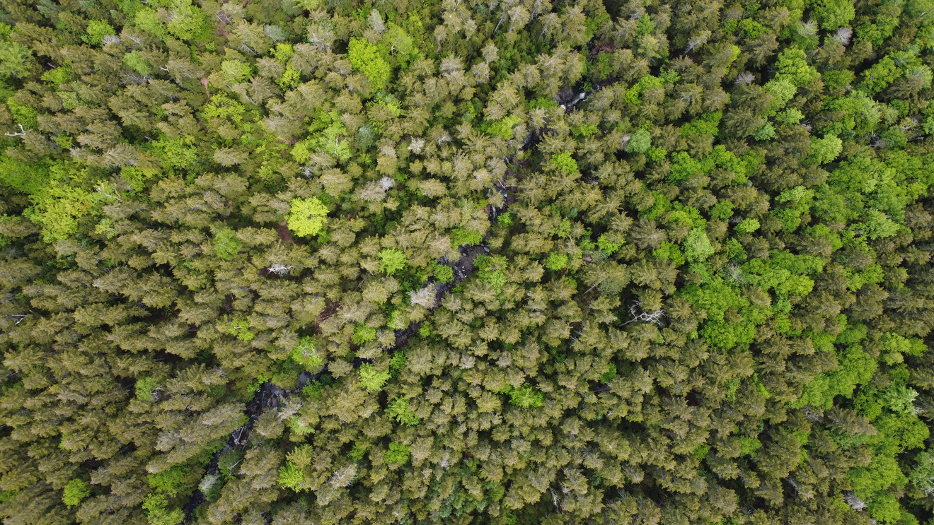 Maine 1